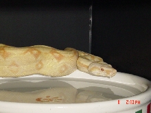 '04 Albino PHST Female