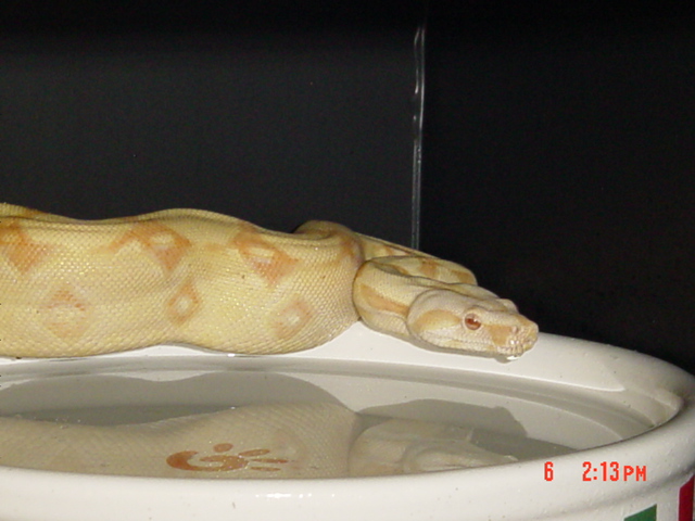 '04 Albino PHST Female