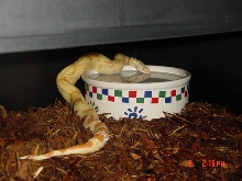 '04 Albino PHST Female