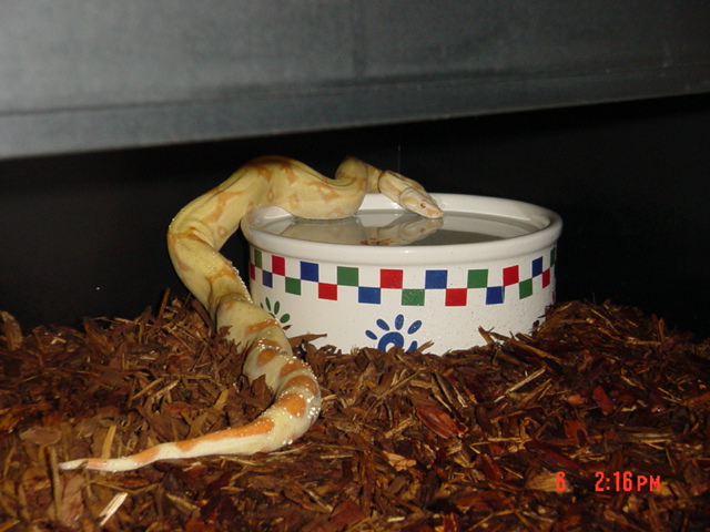 '04 Albino PHST Female