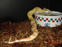 '04 Albino PHST Female