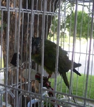 Wet baby Kako