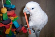 Gizmo new toy