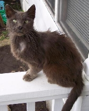 New cat with hair loss