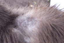 hair loss