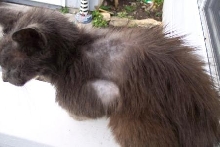 Hair loss in cat