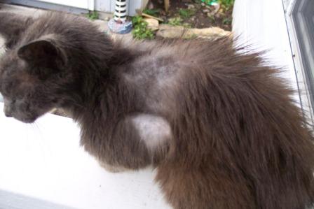 Hair loss in cat