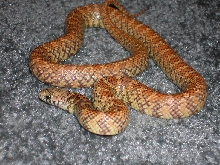 hypo fl