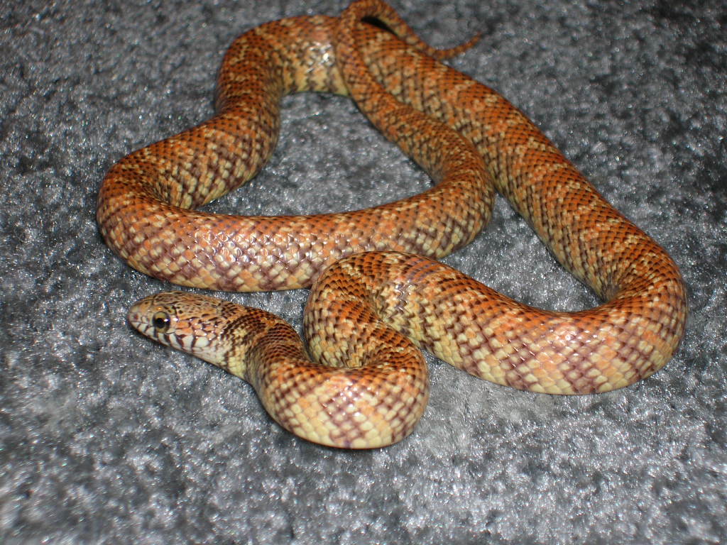 hypo fl