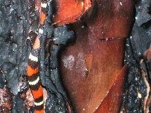 oN TREE