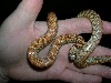 Male floridana in hand