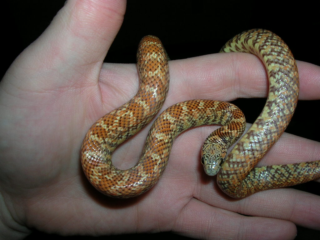 Male floridana in hand