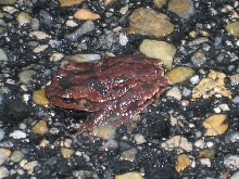 TREE FROG