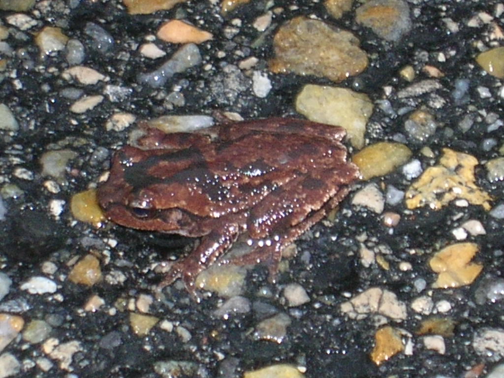 TREE FROG