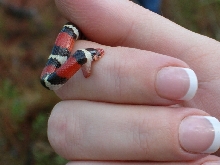 sk bite