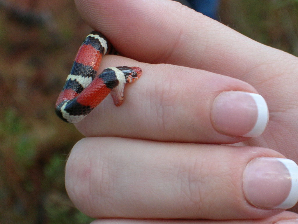 sk bite