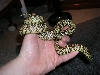 Floridana in Hand