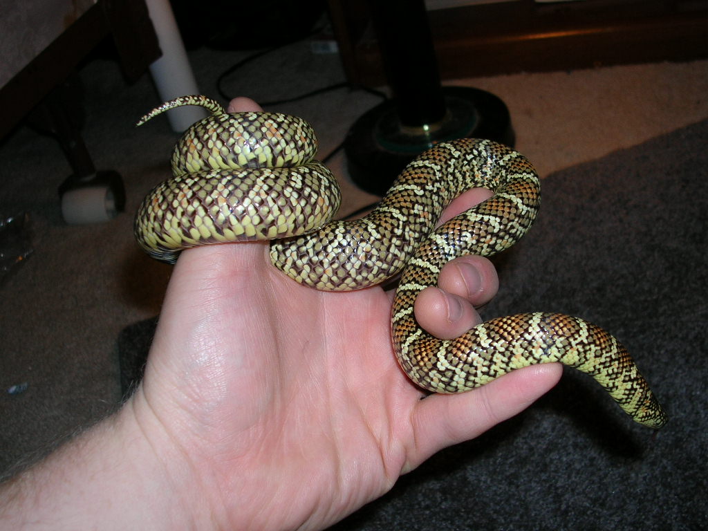 Floridana in Hand