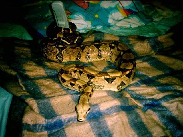 Cleo