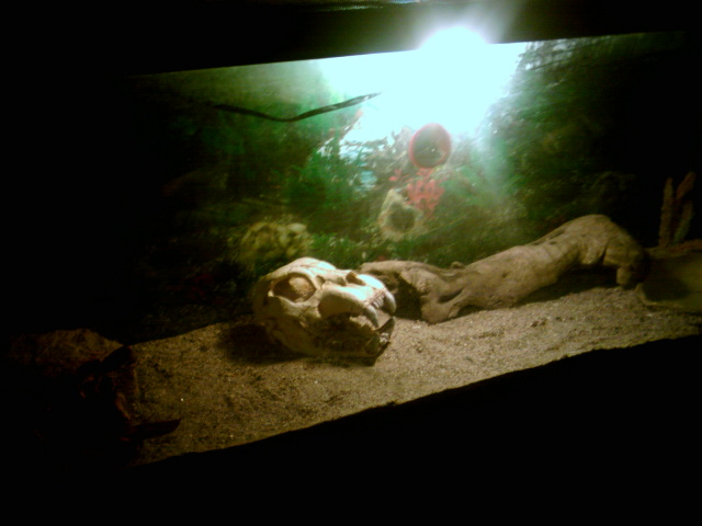 Ball Python Cage.
