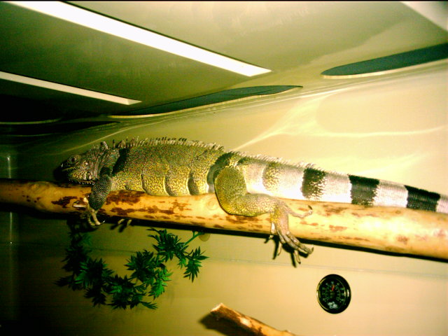 Rex in her cage.
