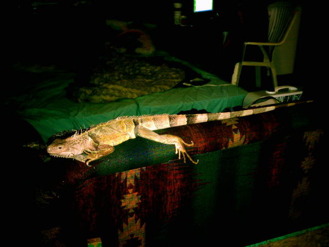 Iggy, my baby girl...