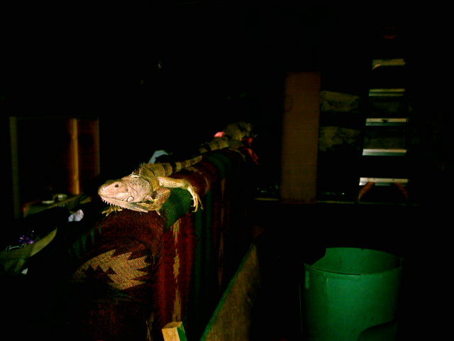 Iguanas on the couch...
