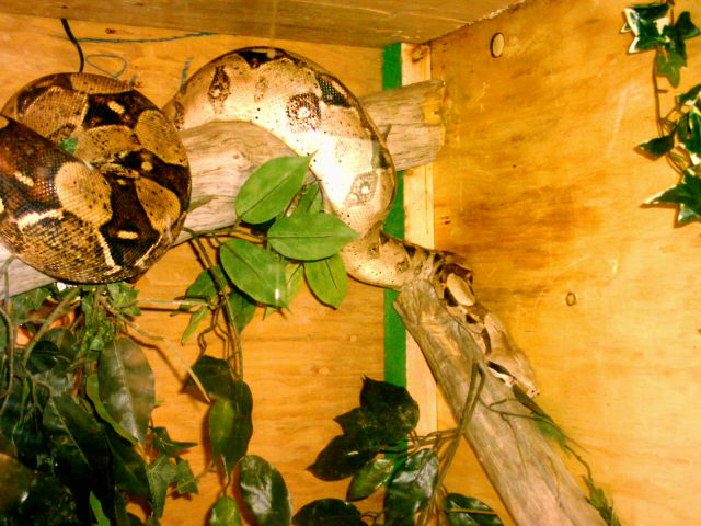 7 ft female BCI, Cleo.