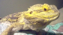 11 Year old Bearded Dragon