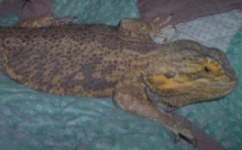 New Bearded Dragon