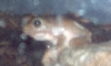 Chubs, Night Time