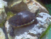 Cooter at Gatorland Orlando Fl