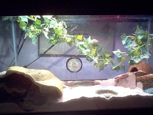 My Gecko Terrarium
