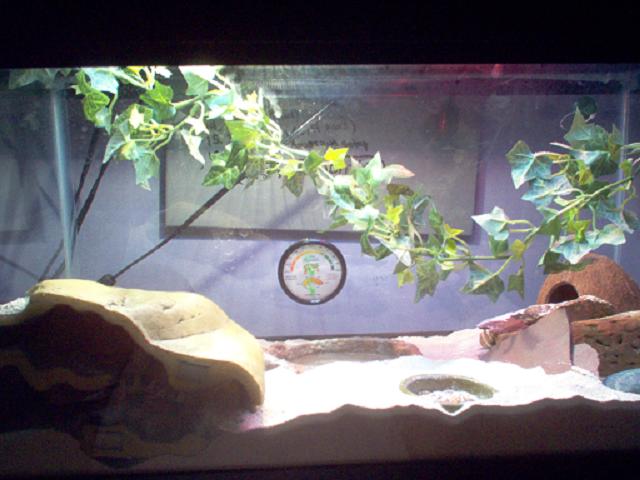 My Gecko Terrarium
