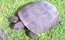 Gopher Tortoise at Gatorland Orlando Fl