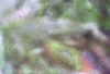 Kermit