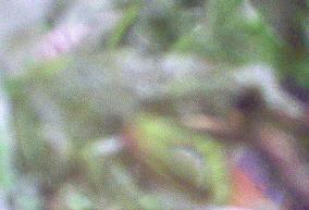 Kermit