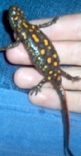Another Photo
