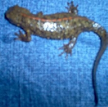 What Am I???