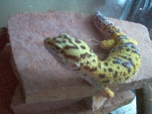 Leopard Gecko After First Year