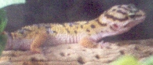 Leopard Gecko Subadult