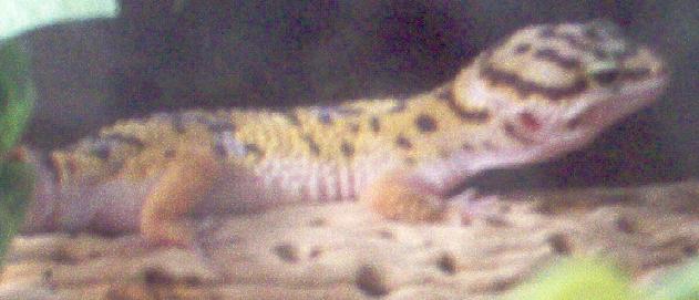 Leopard Gecko Subadult