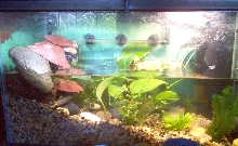 Newt Terrarium