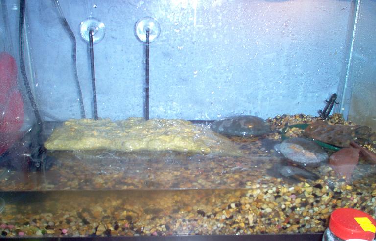 Newt Terrarium