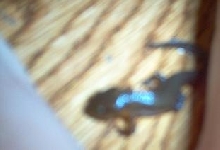 Mystery Newt