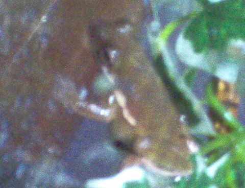 Rubby after a Meal