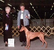 1st Show Points