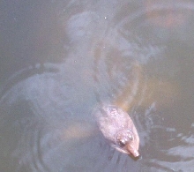 Softshell Turtle at Gatorland Orlando FL