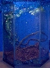New White's Treefrog Tank