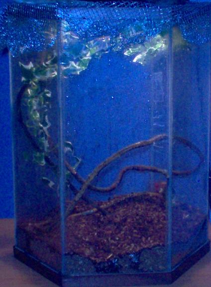 New White's Treefrog Tank